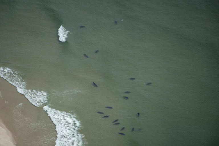 Imagem aérea mostrando um grupo de animais nadando em águas rasas perto da costa. A água é de um tom verde, e há ondas suaves na praia, onde a areia é visível. 