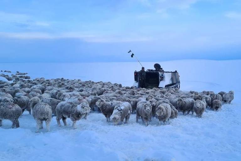 A imagem mostra um pastor em um veículo motorizado, cercado por um grande rebanho de ovelhas em um campo coberto de neve. O céu está nublado, com tons de azul, e a paisagem é predominantemente branca devido à neve.