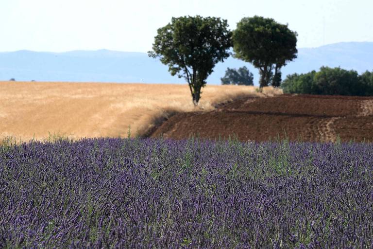 Campo de lavanda perto de Valensole, no sul da França