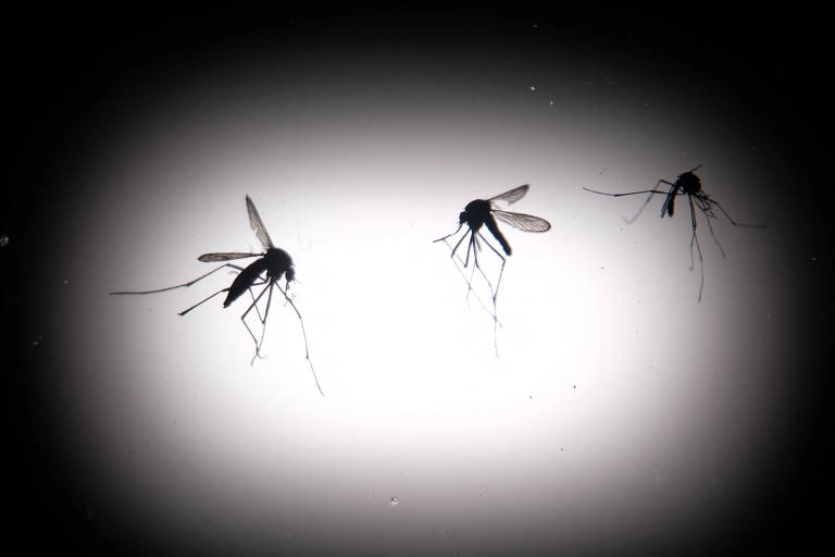 A imagem mostra três mosquitos em silhueta, com destaque para suas asas e pernas longas. O fundo é claro, criando um contraste que destaca os insetos. A iluminação é suave, com um efeito de desfoque ao redor dos mosquitos.
