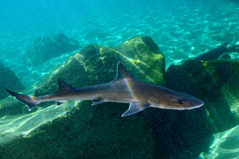 A imagem mostra um tubarão nadando em águas claras, próximo a rochas submersas. O fundo é composto por um ambiente aquático com luz filtrada, destacando a transparência da água e a vegetação marinha ao redor.