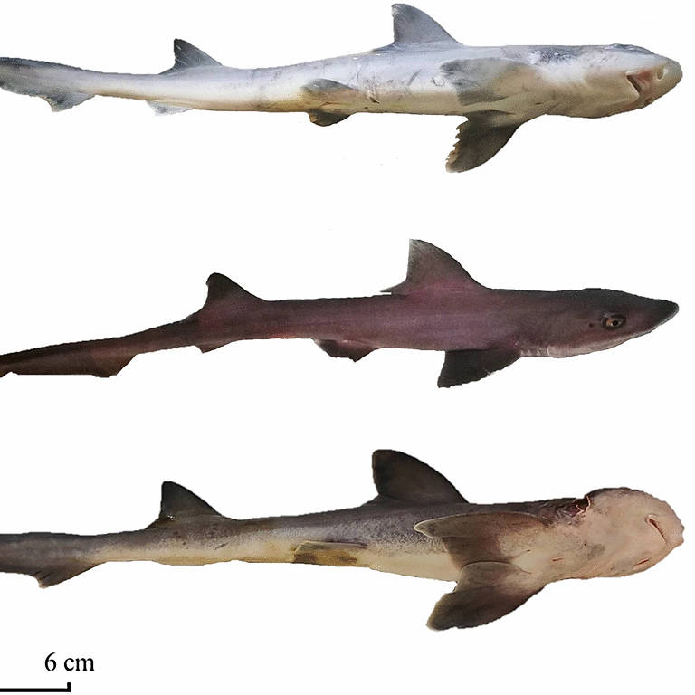 A imagem apresenta três tubarões dispostos verticalmente. O tubarão na parte superior é de coloração clara, o do meio tem uma coloração intermediária e o da parte inferior é mais escuro, com uma cabeça distinta. Abaixo dos tubarões, há uma escala