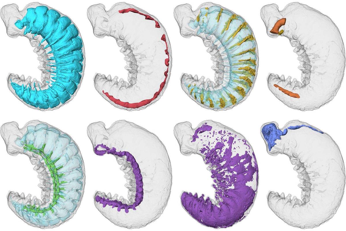 O raio-X que revela anatomia de inseto que viveu há meio bilhão de anos