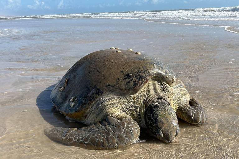 Uma tartaruga marinha está deitada na areia da praia, com o mar ao fundo. O céu está claro e há algumas nuvens. A tartaruga tem uma carapaça grande e arredondada, com uma coloração que varia entre tons de marrom e verde.