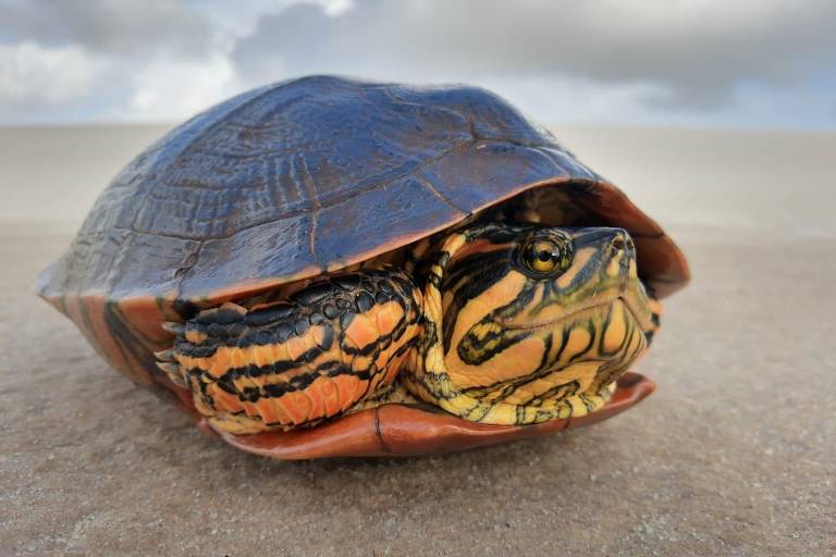 Tartaruga-pininga é a única espécie de água doce que vive nos Lençóis Maranhenses