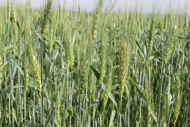 A imagem mostra um campo de trigo com espigas verdes e folhas longas. As espigas estão em diferentes estágios de crescimento, com grãos visíveis. O fundo é desfocado, destacando a densidade das plantas de trigo.
