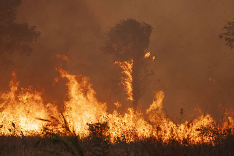 Incêndio de grande proporção atinge vegetação e árvores de grande altitude. A imagem mostra muito fogo em quase todo o plano e fumaça.