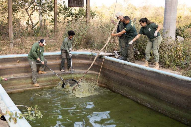 Em foto colorida, Equipe resgata oito jacarés em piscina de pousada abandonada