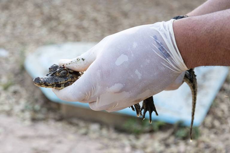 Um jacaré filhote é resgatado no Mato Grosso