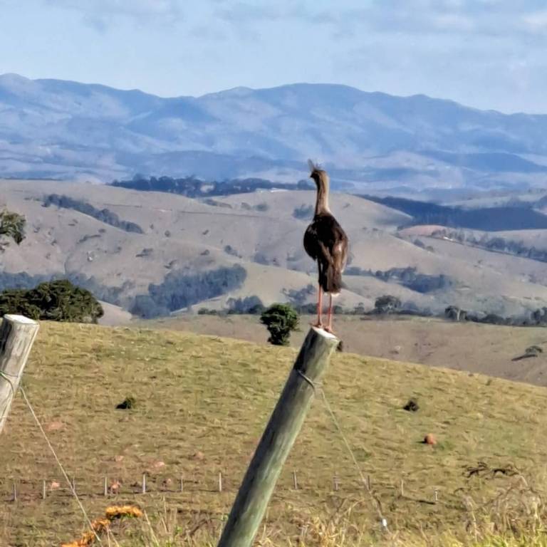 Ave numa estaca com montanhas ao fundo