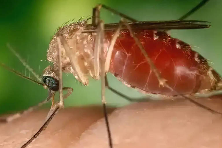 A imagem mostra um close-up de um mosquito pousado sobre a pele humana. O mosquito tem um corpo delgado e apresenta uma coloração que varia entre o marrom claro e o vermelho. Suas asas são transparentes e ele possui longas antenas e pernas finas