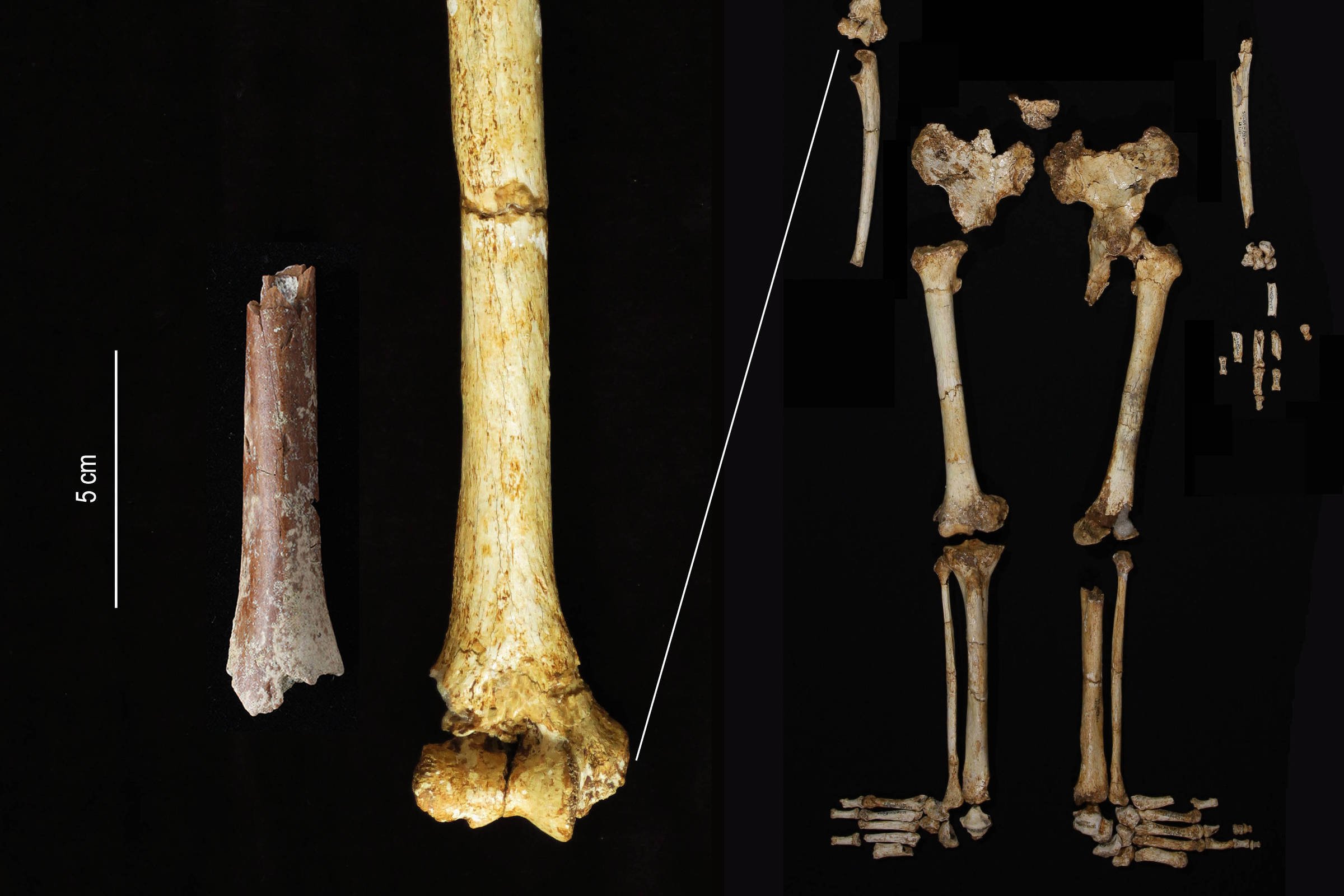 One-meter-long hobbit fossils found in Indonesia – 07/08/2024 – Science