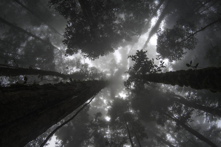 A imagem mostra uma vista de baixo para cima de uma floresta densa, com árvores altas e uma atmosfera nebulosa. A luz é suave e a neblina cobre parte das copas das árvores. As folhas e galhos estão visíveis, enquanto o céu é quase invisível devido à densidade da vegetação.