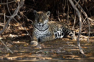 Onça-pintada é fotografada no Pantanal