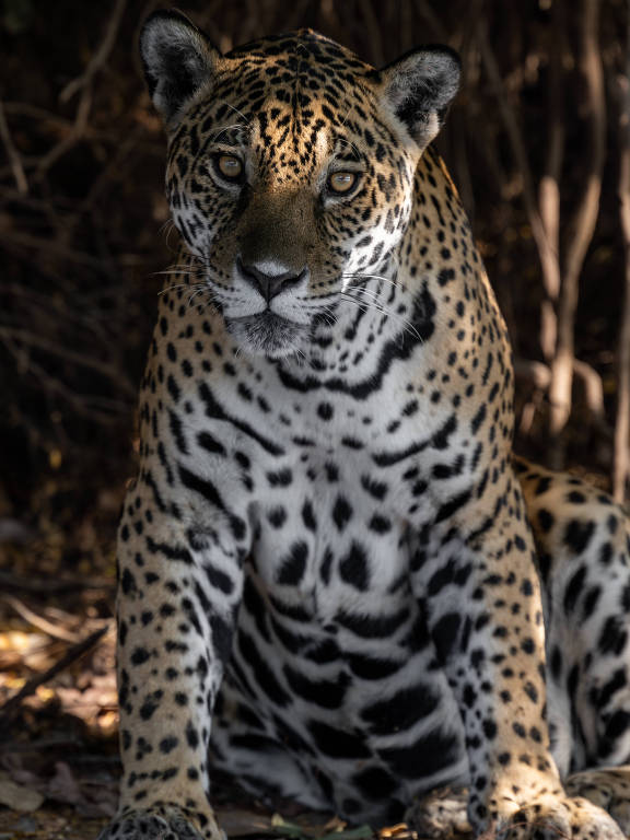 Onça-pintada é fotografada no Pantanal