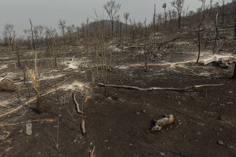 Fogo atinge santuários de animais no pantanal, em cenas que repetem tragédia de 2020; veja fotos