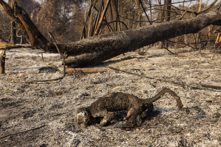 Animais são carbonizados por incêndios no pantanal