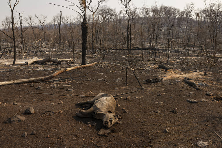 A imagem mostra uma área devastada por incêndios florestais, com árvores queimadas e um solo árido. No primeiro plano, há um animal morto, possivelmente um marsupial, em meio a rochas e cinzas. Ao fundo, a paisagem é marcada por troncos de árvores queimadas e um céu nublado.