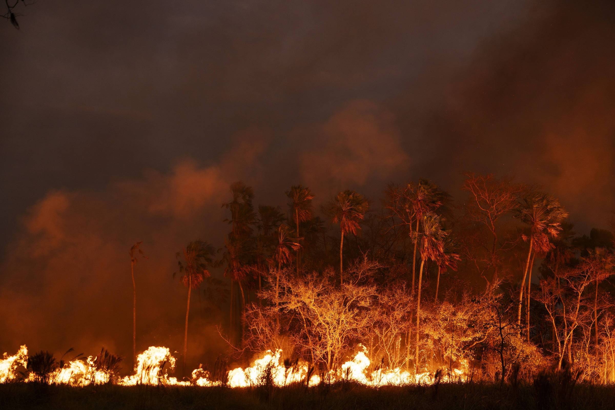 Projeto quer usar IA para alertar sobre incêndios e invasores usando os sons da floresta