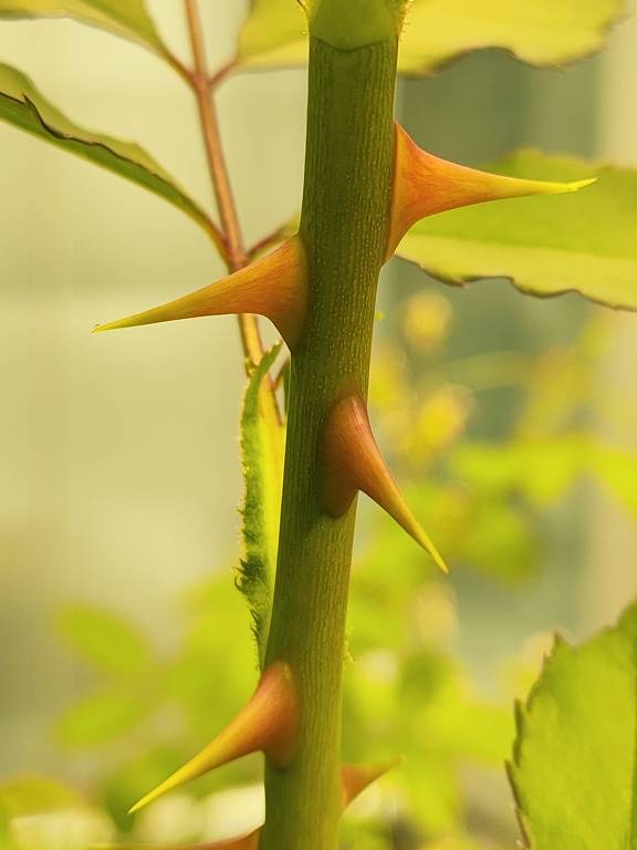 caule de planta com diversos espinhos