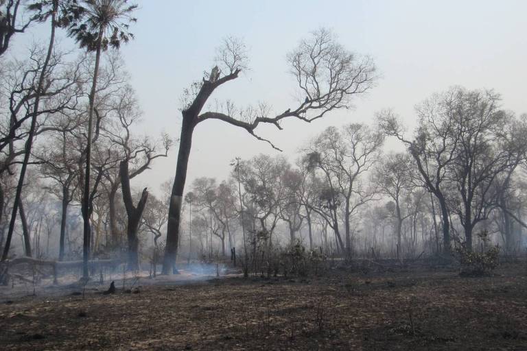 Áras queimadas após incêndio florestal no pantanal, em Mato Grosso do Sul