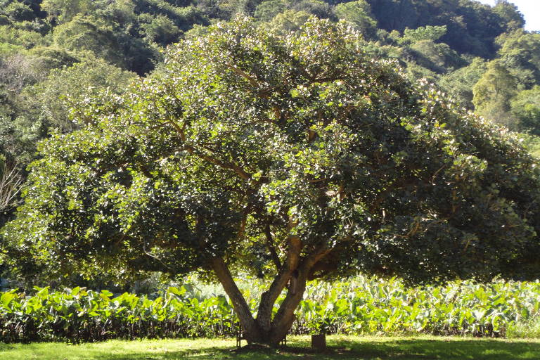 A imagem mostra uma árvore grande e frondosa com um tronco robusto, localizada em um campo verde. Ao fundo, há uma colina coberta de vegetação. A árvore possui uma copa ampla e densa, proporcionando sombra.