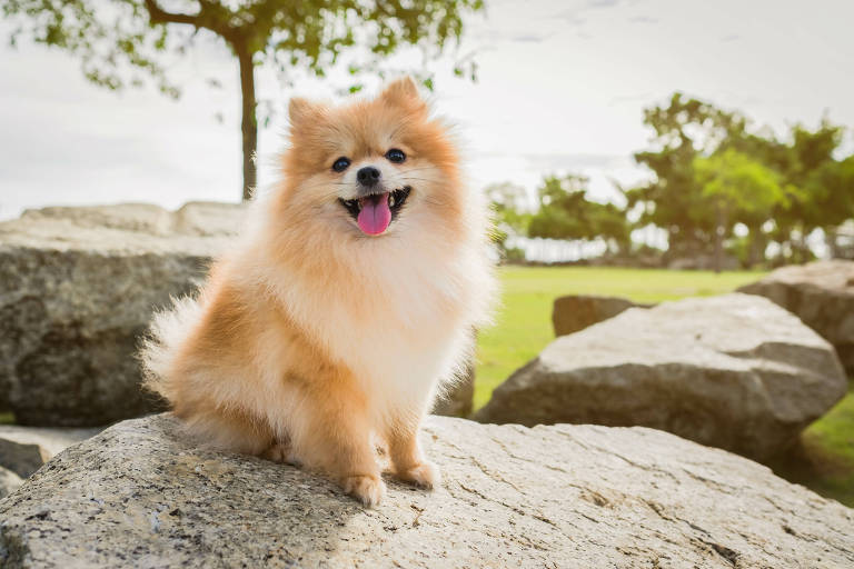 Cachorro da raça lulu-da-pomerânia