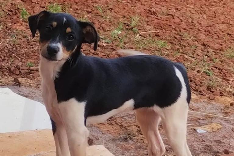 Pequeno cão com pelo curto, sendo peito e patas de cor branca e as costas e a cabeça pretas 