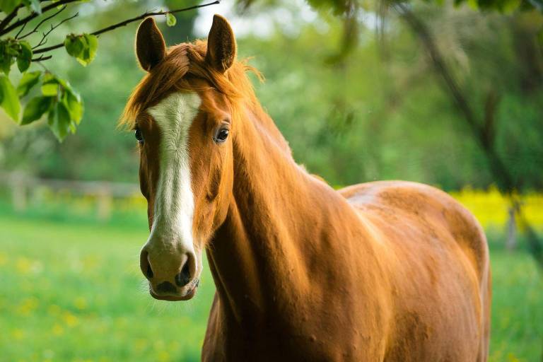 cavalo na cor marrom está em uma área de campo aberto olhando para a frente