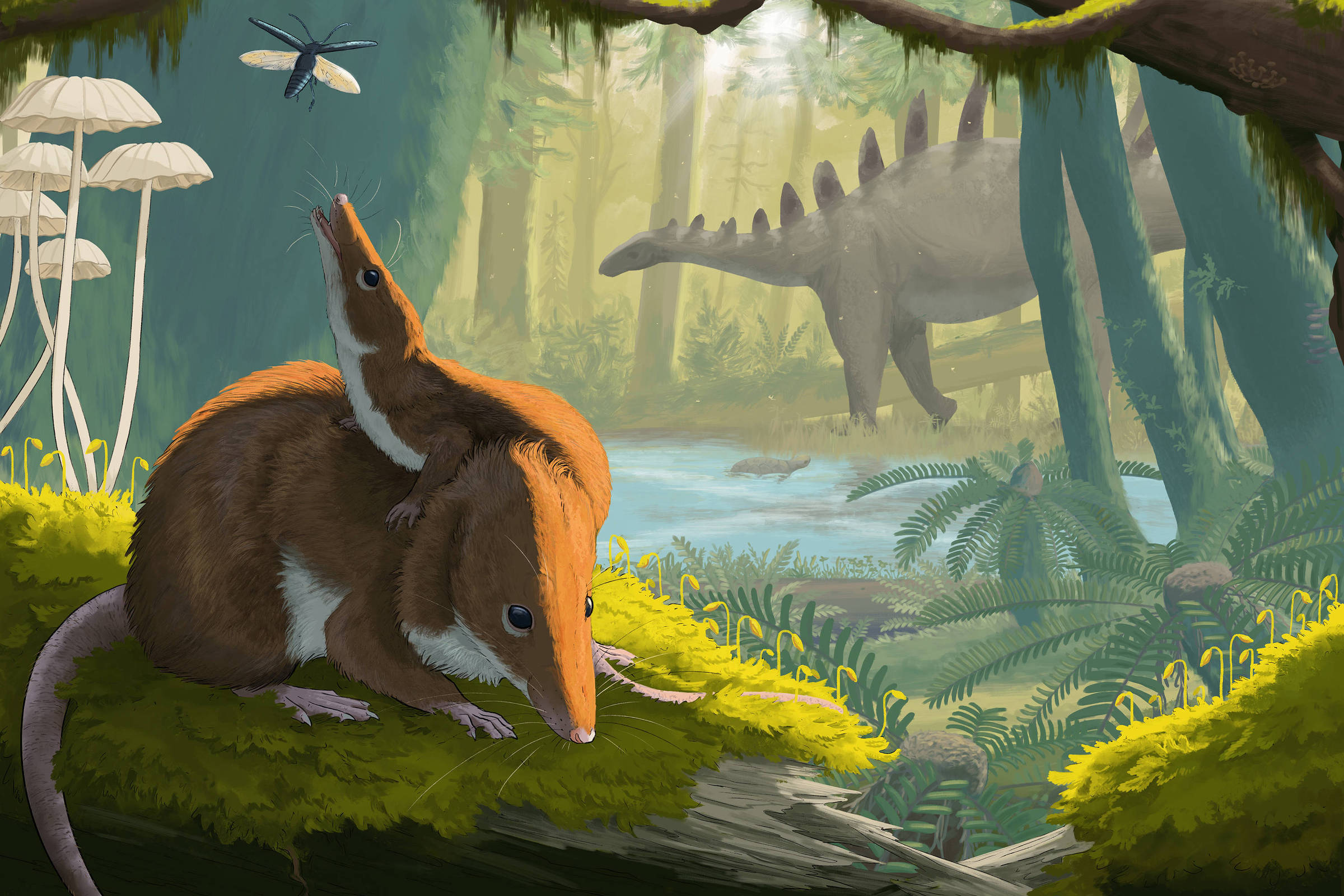 Jurassic Mammals Lived Slowly and Died Old – 08/13/2024 – Science