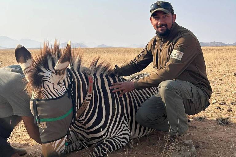 A imagem mostra uma zebra deitada no chão em um ambiente árido. Dois homens estão próximos à zebra; um deles está agachado, usando uma camisa cinza e um colete, enquanto o outro está sentado ao lado da zebra, vestindo uma camisa marrom e um boné. A zebra está usando uma máscara verde e parece estar sendo monitorada ou tratada.