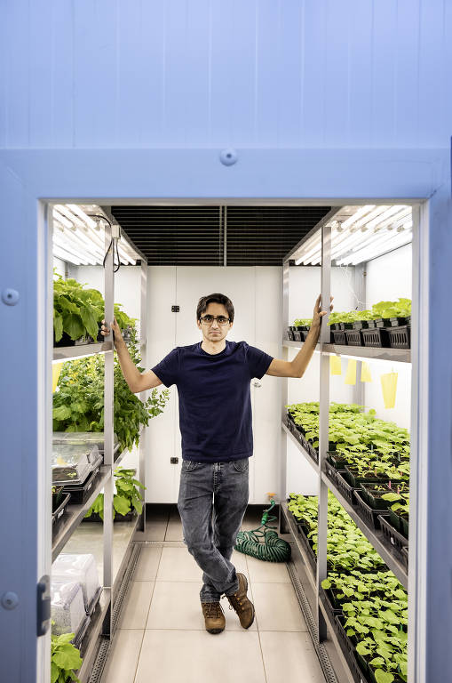Pesquisador Paulo Teixeira, 37, na câmara climatizada de crescimento de plantas com mudas de tabaco selvagem no Laboratório de Genética e Imunologia de Plantas da Esalq-USP Piracicaba