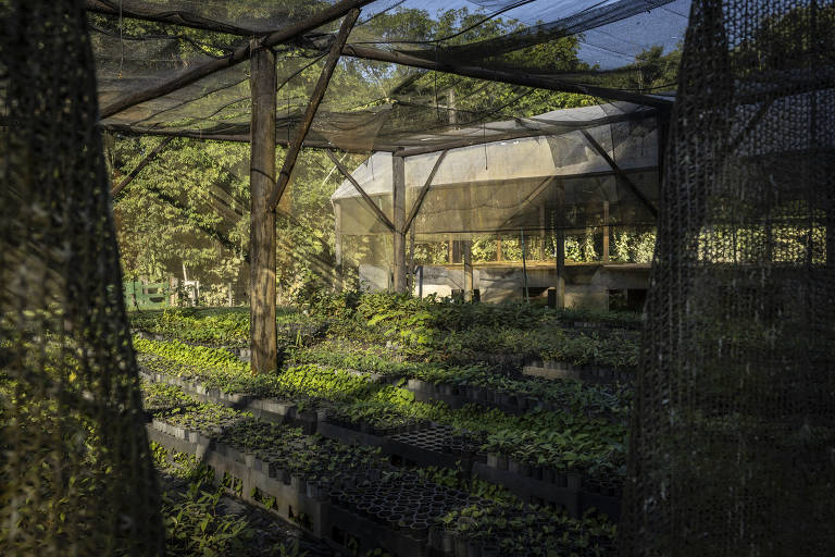 Viveiro de mudas e sementes da ONG