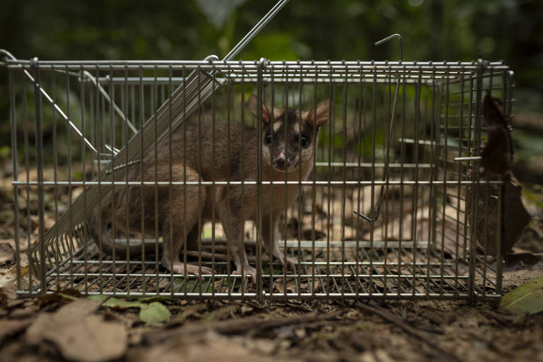 Marsupial nativo da região capturado para pesquisa
