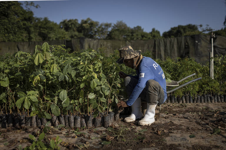 Viveiro de mudas e sementes do projeto