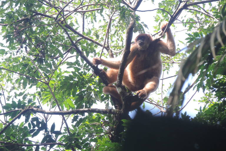 Muriqui, maior primata das Américas, avistado na Reserva Ecológica de Guapiaçu (Regua)