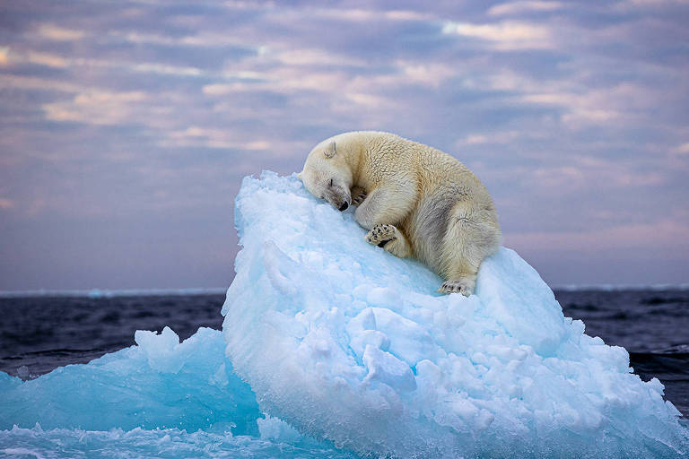 Um urso polar adormecido no topo de um iceberg. Ao fundo o mar e o céu nublado.