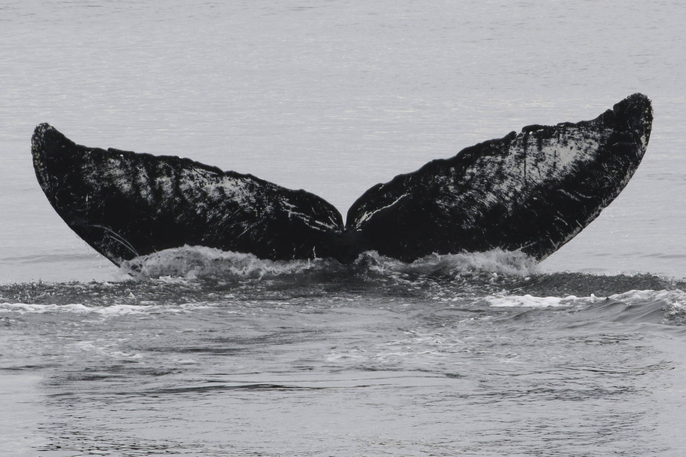 How a 53-Year-Old Humpback Whale Stays Alive Is a Mystery 08/19/2024 ...