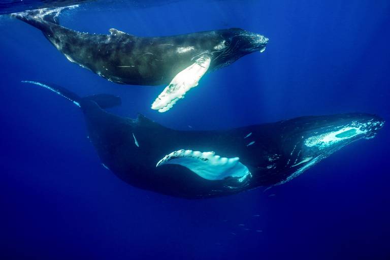 A imagem mostra duas baleias nadando em águas profundas. A baleia de cima é de cor escura com manchas claras， enquanto a baleia de baixo é mais clara e possui um corpo robusto. Ambas estão em um ambiente aquático azul， com luz filtrando através da água.
