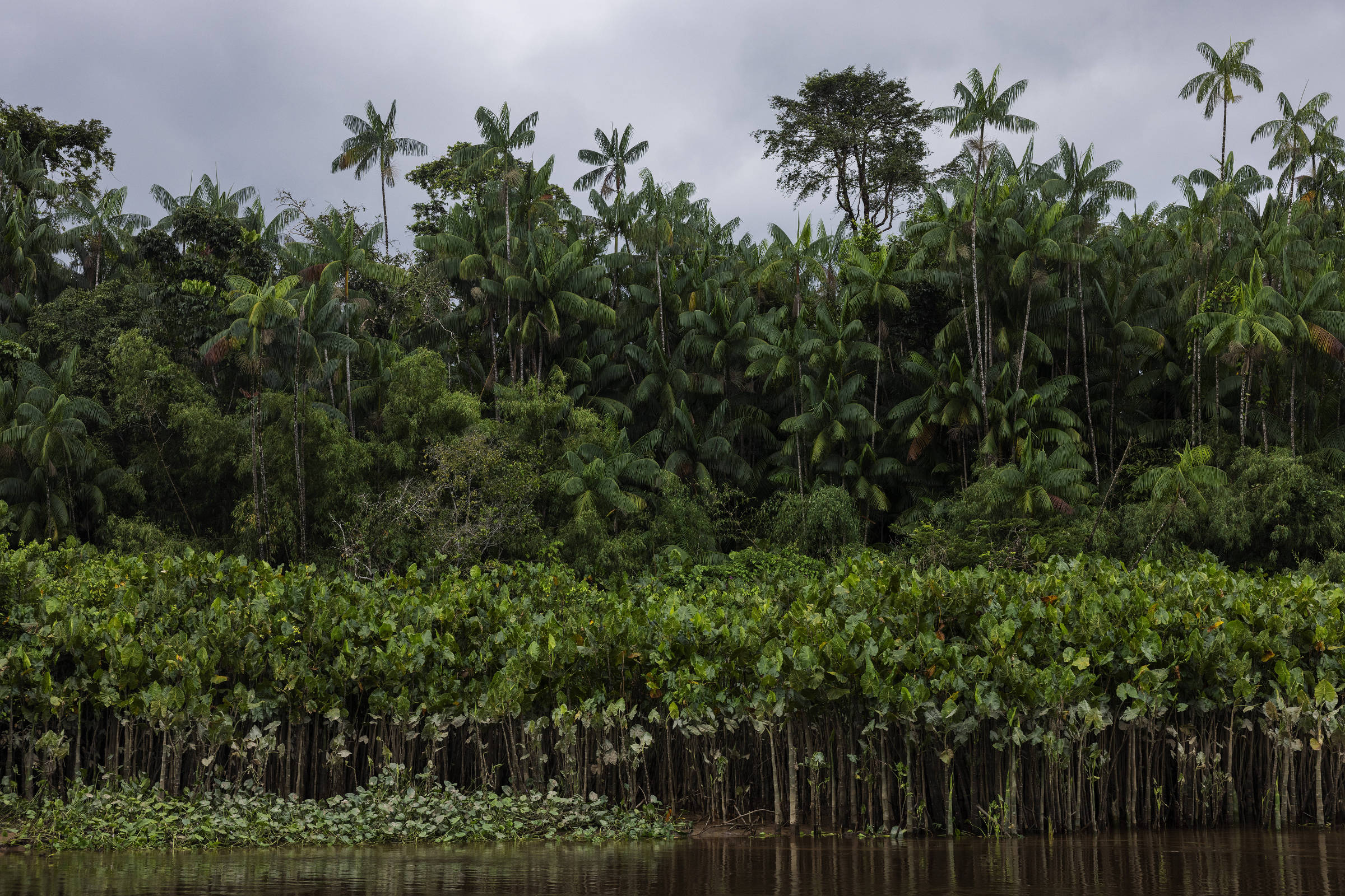 Palmeiras de açaí ao fundo e, à frente, outras espécies de plantas de estatura menor são vistas a partir de um rio