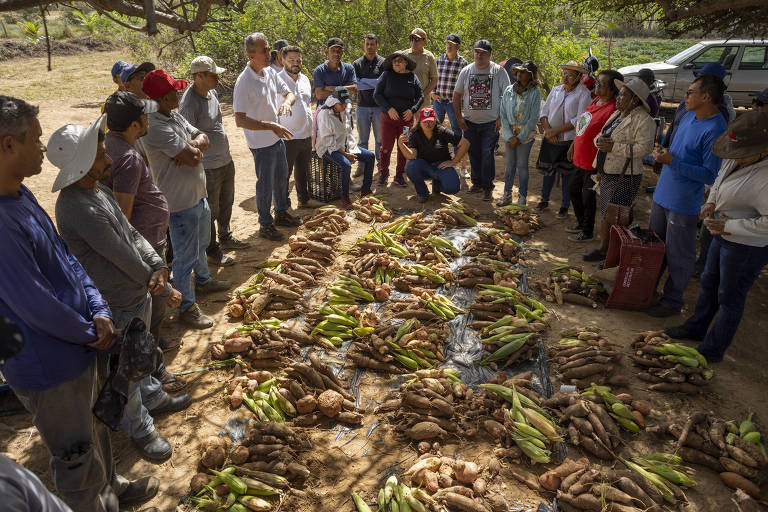 Projeto de professor pernambucano distribui alimentos biofortificados para pequenos agricultores