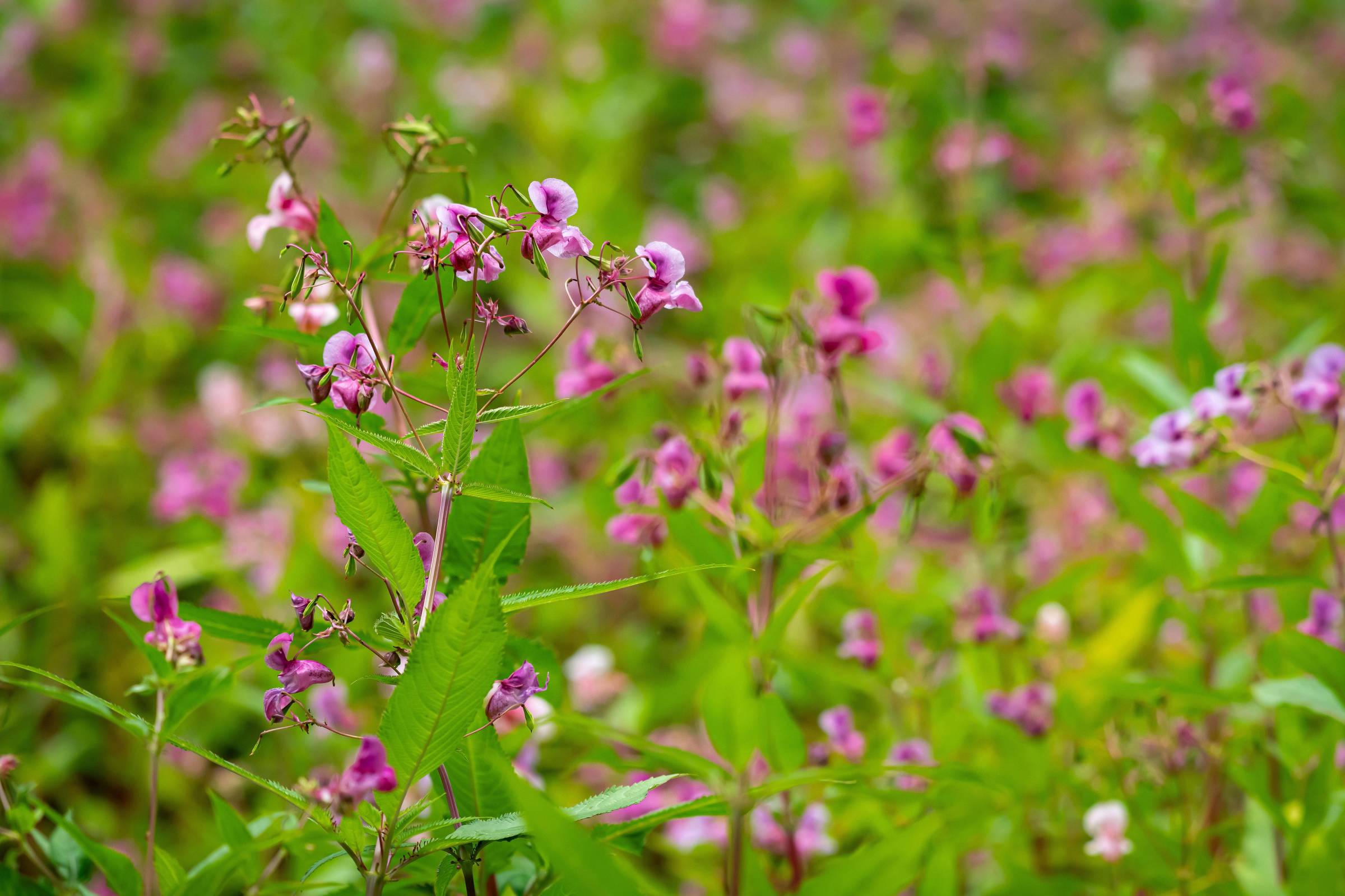 'Plantas monstruosas' mostram que nunca devemos subestimá-las