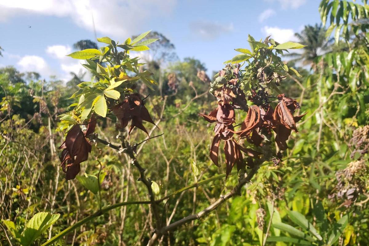 Praga se espalha por plantações de mandioca no Amapá, e Embrapa vê risco de avanço no Pará