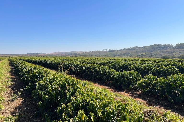 A imagem mostra uma vasta plantação de café sob um céu azul claro. As fileiras de plantas de café são visíveis, com folhas verdes densas. Ao fundo, há uma colina com vegetação e uma linha de árvores. O solo é de terra batida, com algumas áreas de grama ao redor das plantas.