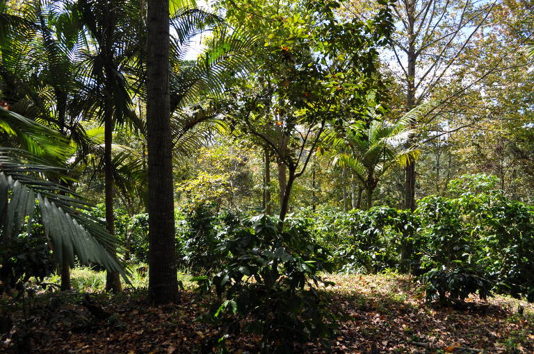 1. Conservação do solo: Práticas regenerativas incluem o cultivo de plantas de cobertura que mantêm o solo rico, descompactado e fresco, aumentando sua fertilidade e capacidade de retenção de água.