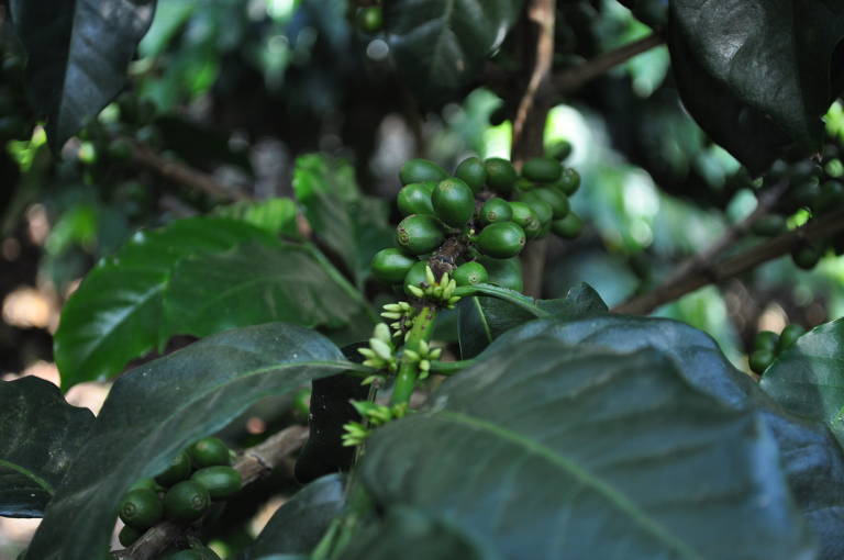 Cultivo de café em fazendas no Espírito Santo