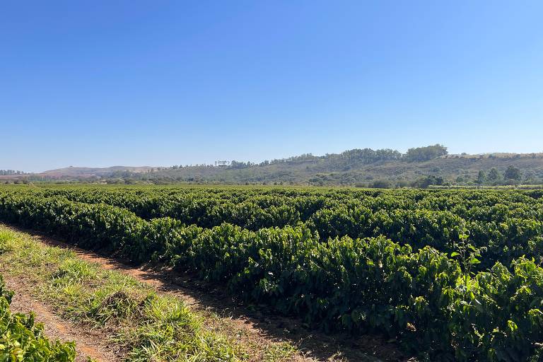 A imagem mostra uma vasta plantação de café com fileiras de plantas verdes. O céu está limpo e azul， e ao fundo， há uma colina com vegetação. A plantação se estende até onde a vista alcança， com um solo visível entre as fileiras.