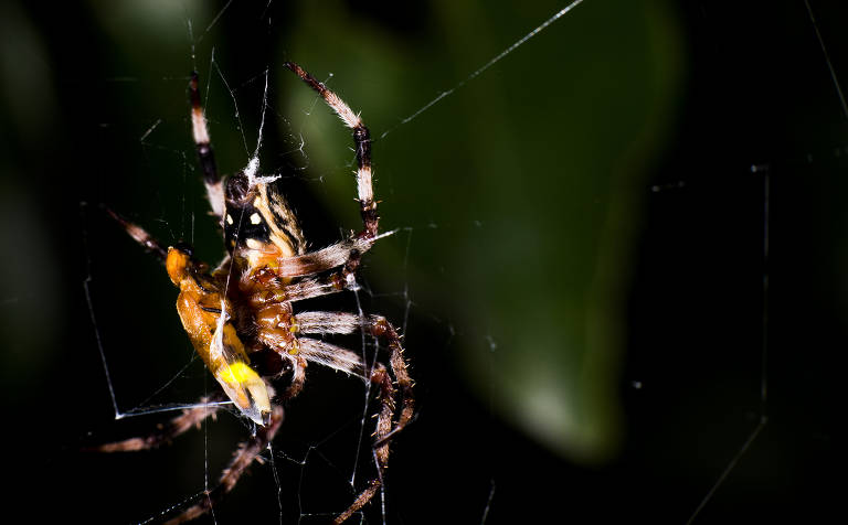 Aranhas parecem manipular luz de vaga-lumes machos