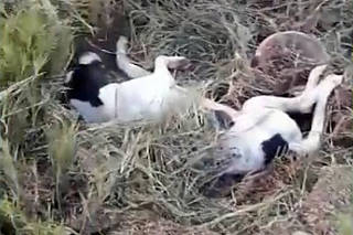 Cezinhos so abandonados em buraco amarrados