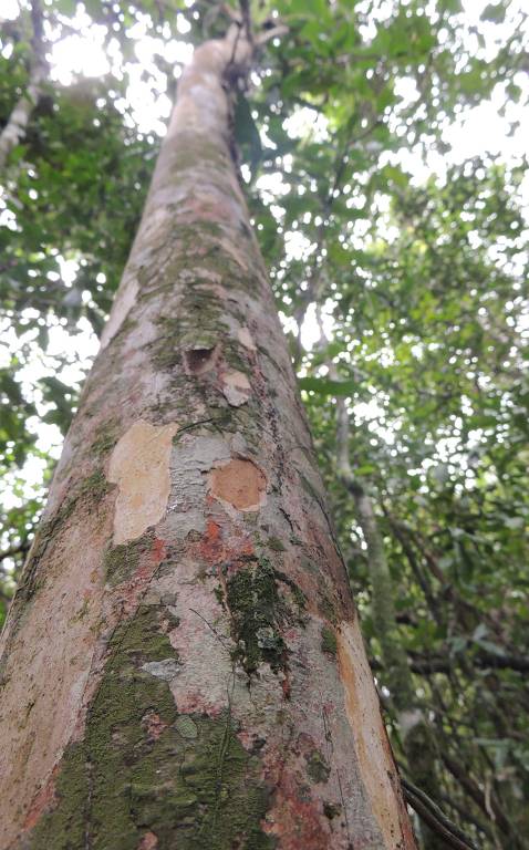 Nova espécie de árvore frutífera é descoberta no RJ